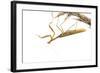 Praying Mantis on White Background, Marion County, Il-Richard and Susan Day-Framed Photographic Print