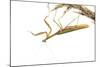 Praying Mantis on White Background, Marion County, Il-Richard and Susan Day-Mounted Photographic Print