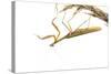 Praying Mantis on White Background, Marion County, Il-Richard and Susan Day-Stretched Canvas