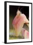 Praying Mantis, Orchid Mantis, Attack Position, Portrait, Tentacles-Harald Kroiss-Framed Photographic Print