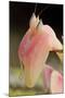 Praying Mantis, Orchid Mantis, Attack Position, Portrait, Tentacles-Harald Kroiss-Mounted Photographic Print