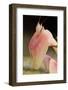 Praying Mantis, Orchid Mantis, Attack Position, Portrait, Tentacles-Harald Kroiss-Framed Photographic Print