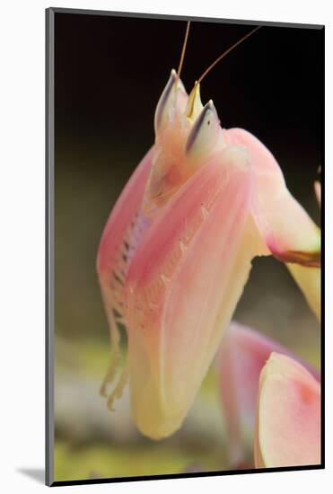 Praying Mantis, Orchid Mantis, Attack Position, Portrait, Tentacles-Harald Kroiss-Mounted Photographic Print