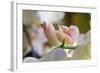 Praying Mantis, Orchid Mantis, Attack Position-Harald Kroiss-Framed Photographic Print