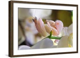 Praying Mantis, Orchid Mantis, Attack Position-Harald Kroiss-Framed Photographic Print