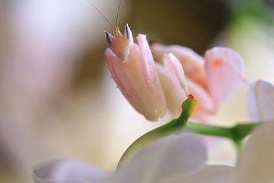 Praying Mantis Orchid Mantis Attack Position Photographic Print Harald Kroiss Allposters Com