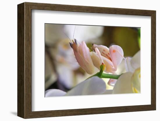 Praying Mantis, Orchid Mantis, Attack Position-Harald Kroiss-Framed Photographic Print