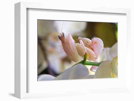 Praying Mantis, Orchid Mantis, Attack Position-Harald Kroiss-Framed Photographic Print