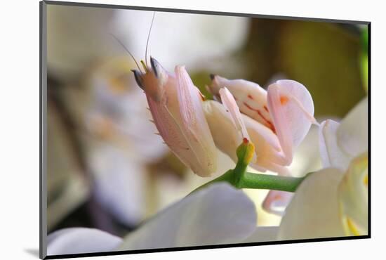 Praying Mantis, Orchid Mantis, Attack Position-Harald Kroiss-Mounted Photographic Print