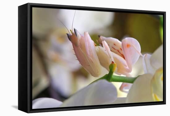 Praying Mantis, Orchid Mantis, Attack Position-Harald Kroiss-Framed Stretched Canvas