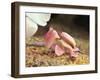 Praying Mantis, Orchid Mantis, Attack Position-Harald Kroiss-Framed Photographic Print