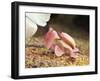 Praying Mantis, Orchid Mantis, Attack Position-Harald Kroiss-Framed Photographic Print