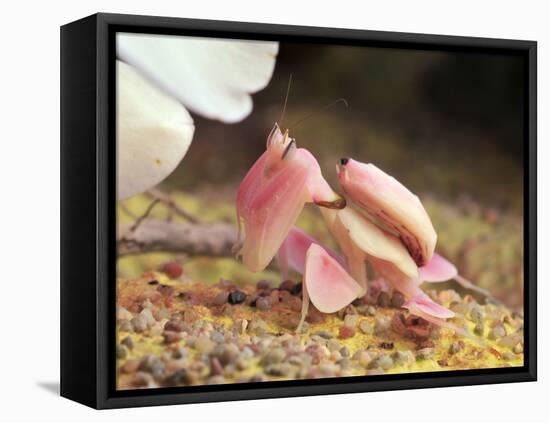 Praying Mantis, Orchid Mantis, Attack Position-Harald Kroiss-Framed Stretched Canvas