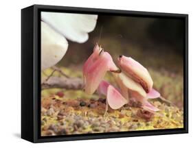 Praying Mantis, Orchid Mantis, Attack Position-Harald Kroiss-Framed Stretched Canvas