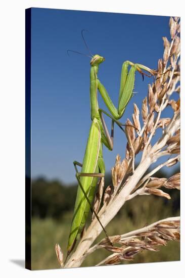 Praying Mantis-Paul Harcourt Davies-Stretched Canvas