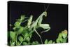 Praying Mantis-null-Stretched Canvas