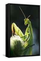 Praying Mantis-null-Framed Stretched Canvas