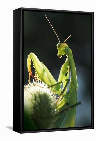 Praying Mantis-null-Framed Stretched Canvas