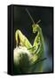 Praying Mantis-null-Framed Stretched Canvas