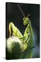 Praying Mantis-null-Stretched Canvas