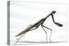 Praying Mantis-Karen Williams-Stretched Canvas