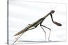 Praying Mantis-Karen Williams-Stretched Canvas