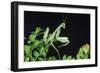 Praying Mantis-null-Framed Photographic Print