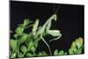 Praying Mantis-null-Mounted Photographic Print