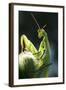 Praying Mantis-null-Framed Photographic Print