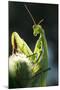 Praying Mantis-null-Mounted Photographic Print