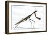 Praying Mantis-Karen Williams-Framed Photographic Print