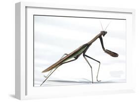 Praying Mantis-Karen Williams-Framed Photographic Print