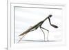 Praying Mantis-Karen Williams-Framed Photographic Print