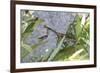 Praying Mantis-Jason Pierce-Framed Premium Giclee Print