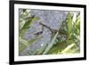 Praying Mantis-Jason Pierce-Framed Premium Giclee Print