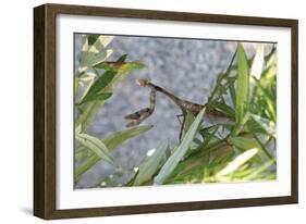 Praying Mantis-Jason Pierce-Framed Art Print