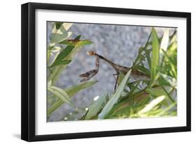 Praying Mantis-Jason Pierce-Framed Art Print