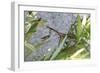 Praying Mantis-Jason Pierce-Framed Art Print