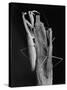 Praying Mantises-Margaret Bourke-White-Stretched Canvas