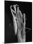 Praying Mantises-Margaret Bourke-White-Mounted Photographic Print