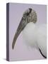 Pre-Dawn Close-up of Wood Stork, Fort De Soto Park, Florida, USA-Arthur Morris-Stretched Canvas