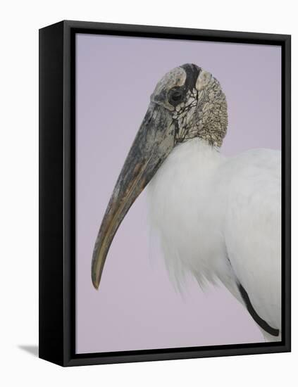 Pre-Dawn Close-up of Wood Stork, Fort De Soto Park, Florida, USA-Arthur Morris-Framed Stretched Canvas