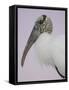 Pre-Dawn Close-up of Wood Stork, Fort De Soto Park, Florida, USA-Arthur Morris-Framed Stretched Canvas