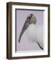 Pre-Dawn Close-up of Wood Stork, Fort De Soto Park, Florida, USA-Arthur Morris-Framed Photographic Print