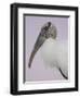 Pre-Dawn Close-up of Wood Stork, Fort De Soto Park, Florida, USA-Arthur Morris-Framed Photographic Print