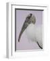 Pre-Dawn Close-up of Wood Stork, Fort De Soto Park, Florida, USA-Arthur Morris-Framed Photographic Print