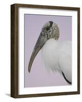 Pre-Dawn Close-up of Wood Stork, Fort De Soto Park, Florida, USA-Arthur Morris-Framed Photographic Print