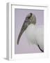 Pre-Dawn Close-up of Wood Stork, Fort De Soto Park, Florida, USA-Arthur Morris-Framed Photographic Print