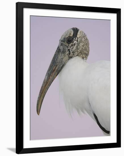 Pre-Dawn Close-up of Wood Stork, Fort De Soto Park, Florida, USA-Arthur Morris-Framed Photographic Print