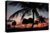 Pre Dawn Tropical Trees-Robert Goldwitz-Stretched Canvas